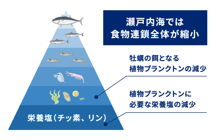 瀬戸内海では食物連鎖全体が縮小